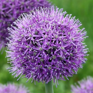 Аллиум (лук) афлатунский "Purple Sensation"