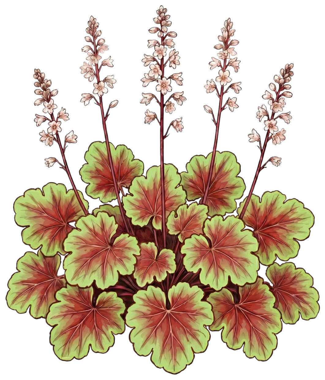 Гейхера 