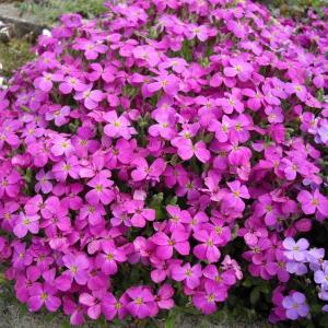 Обриета "Florado Neon Pink"