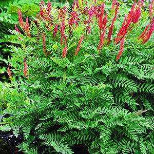 Осмунда королевская "Purpurascens"