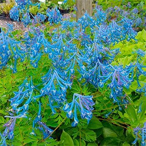 Хохлатка извилистая "Craigton Blue"