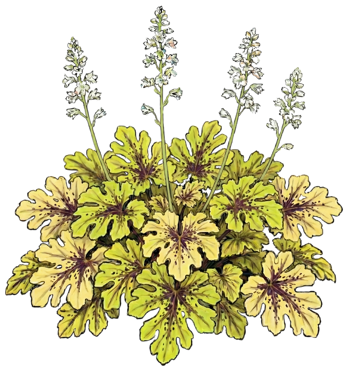 Гейхерелла 
