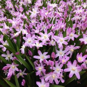 Хионодокса форбса "Pink Giant"