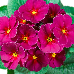 Примула "Hethor Springsun Violet"