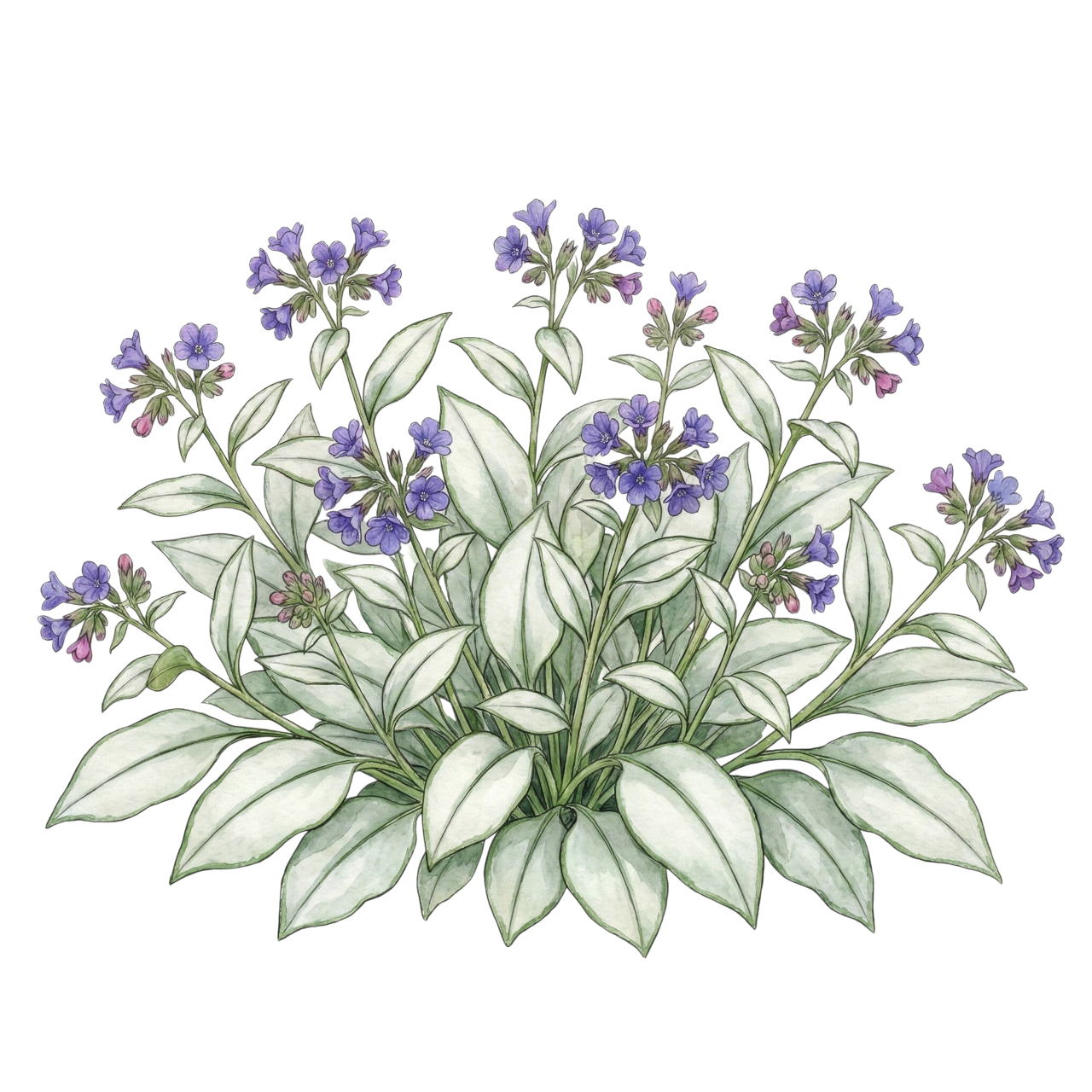 Медуница гибридная 