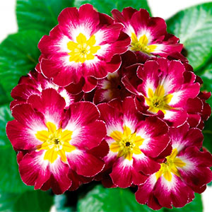 Примула "Hethor Purple Flame"