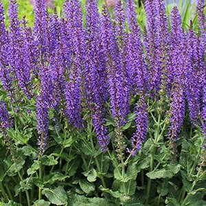 Шалфей дубравный "Violet Blue Queen"