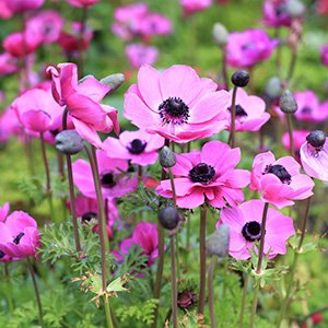 Анемона корончатая "Pearl Rose Purple Pink"