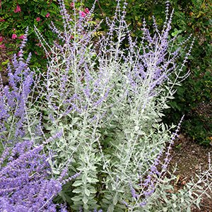 Перовския лебедолистная "Silvery Blue"