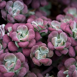 Очиток лопатчатолистный "Atropurpurea"