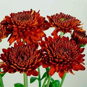 Хризантема "Lilian Hoek Red"
