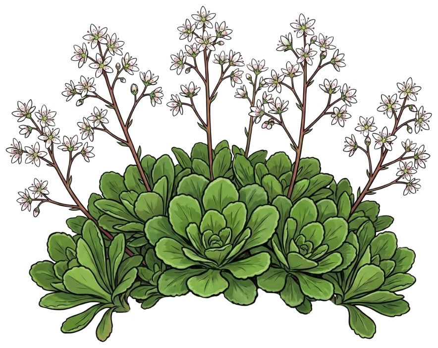 Камнеломка теневая