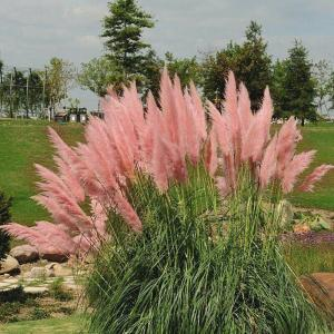Кортадерия селло "Rose Plume"