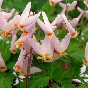 Дицентра клобучковая "Rosea"