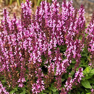 Шалфей дубравный "Sensation Compact Bright Rose"