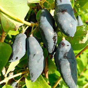 Жимолость "Blue Banana"