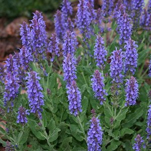 Шалфей пышный "Merleau Blue"