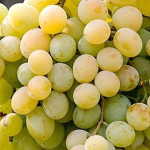 Виноград "Кеша"