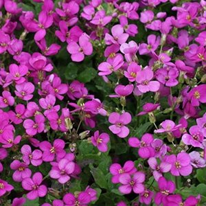 Арабис кавказский "Aubris Deep Rose"