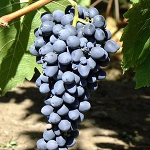 Виноград кишмиш "Аттика"