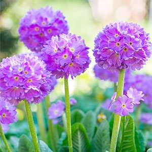 Примула мелкозубчатая "Prom Lilac"