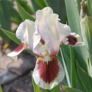 Ирис карликовый "Red Heart"