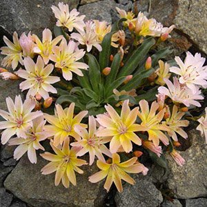 Левизия длиннолепестковая "Little Peach"