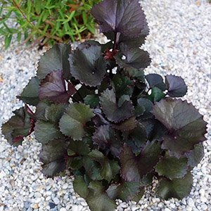 Бузульник зубчатый "Pandora"