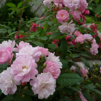 Роза "Guirlande Rose"