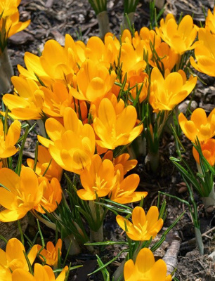 Крокус "Golden Yellow"