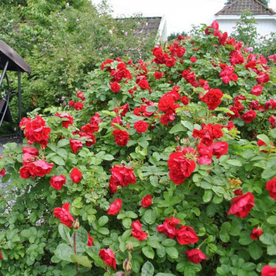 Шиповник (роза) сортовой "Hansaland"