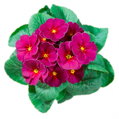 Примула "Hethor Springsun Violet"