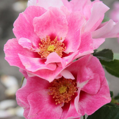 Роза "See you in Pink"