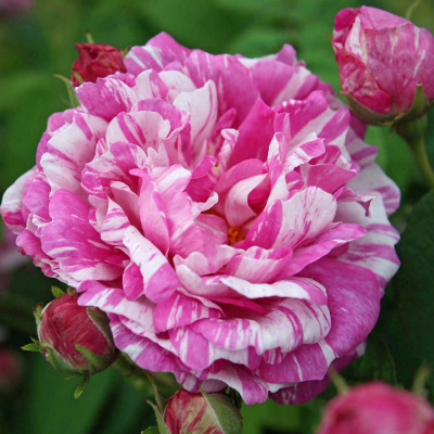 Роза "Centifolia Variegata"