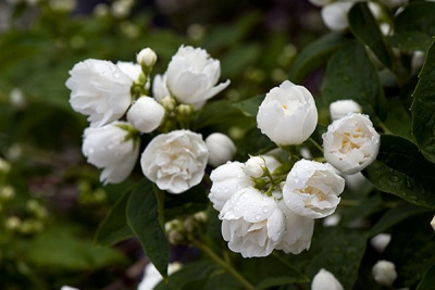 Чубушник "Bouquet Blanc"