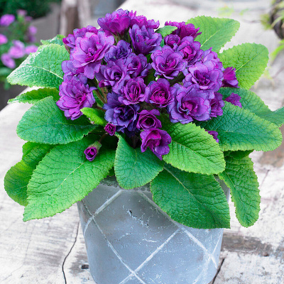 Примула "Purple Storm"