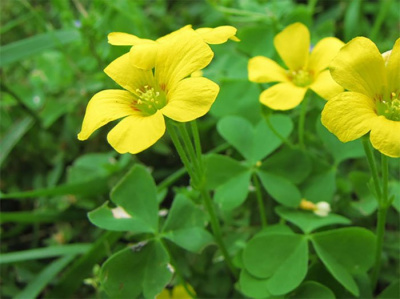 Кислица притупленная "High Yellow"