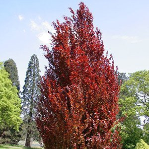Бук европейский "Dawyck Purple"