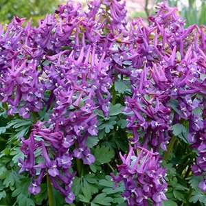Хохлатка плотная "Purple Bird"