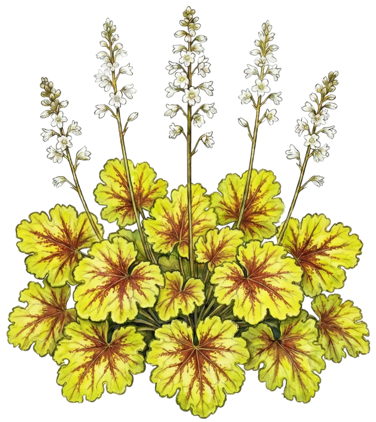Гейхерелла 